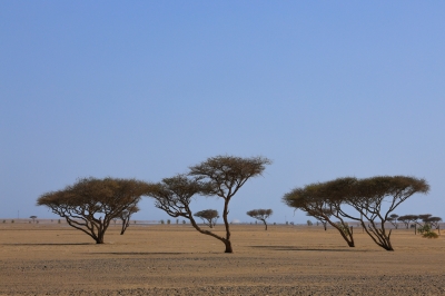 موسم السمر.. رحيق وفير يعيد الحياة لمناحل أملج
