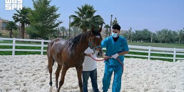 «وقاء» يعلن خلو المملكة رسميًا من مرض التهاب الشرايين الفيروسي في الخيول