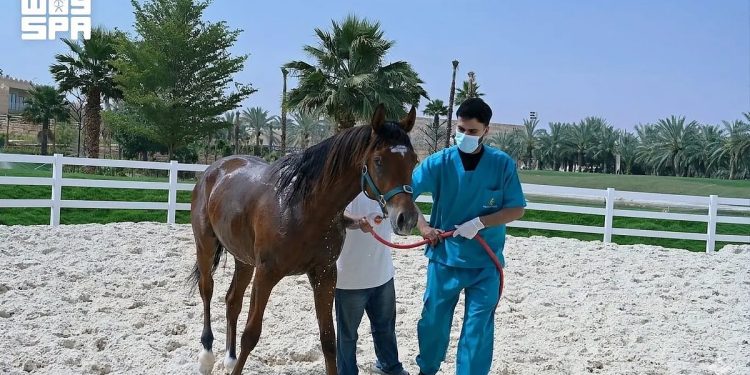 «وقاء» يعلن خلو المملكة رسميًا من مرض التهاب الشرايين الفيروسي في الخيول