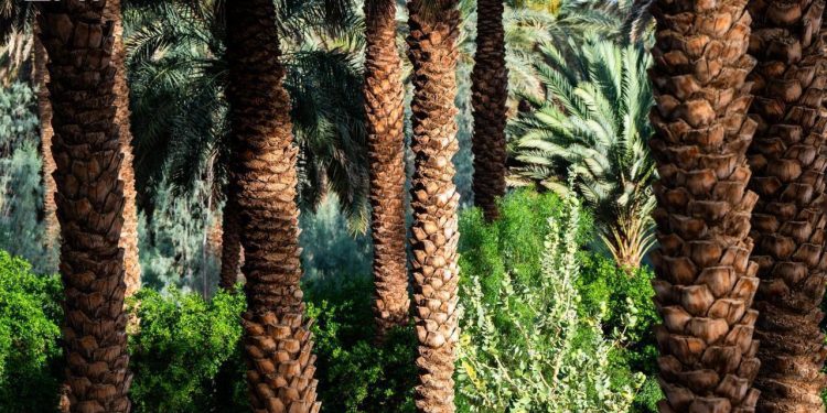 الهيئة الملكية للعُلا تطلق موسم «خيرات العُلا» الزراعي 2026-2027