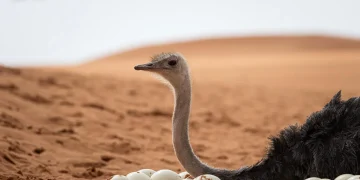 محمية الإمام عبدالعزيز تُسجّل نجاحاً في إكثار النعام أحمر الرقبة بروضة خريم