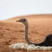 محمية الإمام عبدالعزيز تُسجّل نجاحاً في إكثار النعام أحمر الرقبة بروضة خريم
