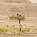 العُلا وكاوست تطلقان برنامجاً لتتبع نسر الأذون المهدد بالانقراض بتقنية GPS