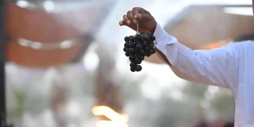 موسم الفواكه الصيفية في العُلا يُسوّق أكثر من 4900 طن من محاصيل المحافظة