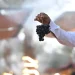 موسم الفواكه الصيفية في العُلا يُسوّق أكثر من 4900 طن من محاصيل المحافظة