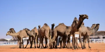 مدينة الإبل الذكية باستثمارات 11 مليار ريال تنتظر الأفلاج