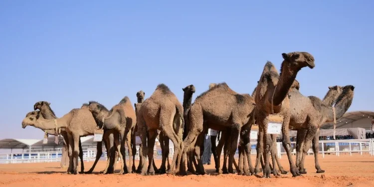 مدينة الإبل الذكية باستثمارات 11 مليار ريال تنتظر الأفلاج