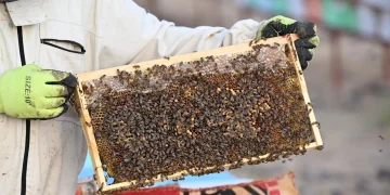 عسل نجران.. قصص نجاح وطنية تصل إلى العالمية