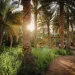 الهيئة الملكية لمحافظة العُلا تطلق موسم “خيرات العُلا”