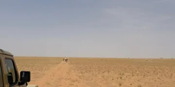 “الأمن البيئي” يضبط مخالفَين: رعي إبل في محمية الملك عبدالعزيز وإشعال نار في حائل