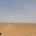 “الأمن البيئي” يضبط مخالفَين: رعي إبل في محمية الملك عبدالعزيز وإشعال نار في حائل
