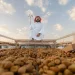 كرنفال بريدة الدولي للتمور يرسّخ مكانته الأولى عالمياً بـ11 مليون نخلة