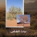 550 نوعاً نباتياً في محمية الملك سلمان الملكية تحمي التوازن البيئي