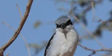 رصد الصرد الرمادي في محمية الإمام تركي بن عبدالله الملكية