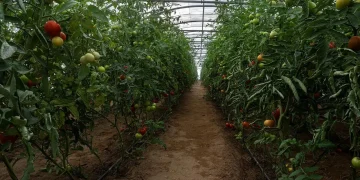نجران تضم أكثر من 4400 بيت محمي تنتج 37 ألف طن من الخضروات سنوياً