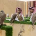 المزاد الدولي لمزارع إنتاج الصقور يستقطب إقبالاً واسعاً في نهاية الأسبوع