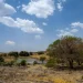 بدر الجنوب وجهة سياحية بيئية بأكثر من 9000 شجرة ونبات