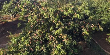 موسم «الكليبين» يبدأ اليوم ويستمر 13 يوماً متزامناً مع نضج التمور