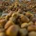 نوادر التمور في كرنفال بريدة تستقطب المهتمين وتحفظ الإرث الزراعي