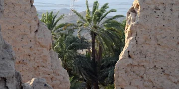 موسم الجِداد في ينبع النخل.. ختام عام من العناية وإرث زراعي متوارث