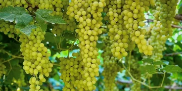 المملكة تُعزز أمنها الغذائي بتوسع زراعة الفواكه في 8 مناطق