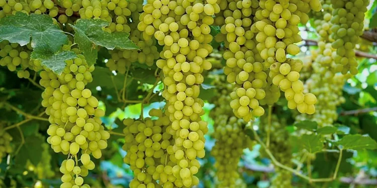 المملكة تُعزز أمنها الغذائي بتوسع زراعة الفواكه في 8 مناطق