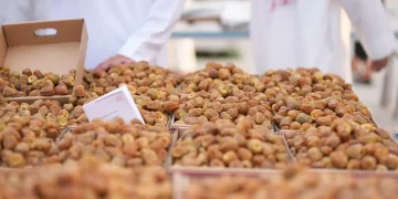 موسم عنيزة الدولي للتمور يجمع أكثر من 20 صنفاً بإنتاج يتجاوز 90 ألف طن