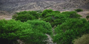 وادي حرس في نجران.. متنزه طبيعي يجمع الخضرة والجبال على بُعد 70 كيلومتراً