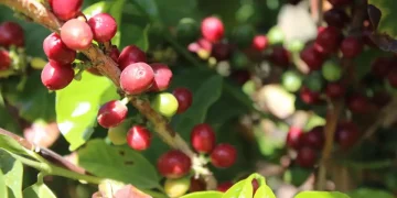 نجران تجني ثمار 100 ألف شجرة بُن وتتصدر الإنتاج المحلي