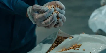 جمرك الحديثة يُحبط تهريب أكثر من مليون و950 ألف حبة إمفيتامين مخبأة في شحنة عدس