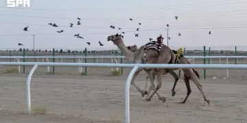 ميدان الهجن بنجران يُسدل الستار على سباق سنّ «اللقايا» بـ9 أشواط