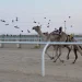 ميدان الهجن بنجران يُسدل الستار على سباق سنّ «اللقايا» بـ9 أشواط