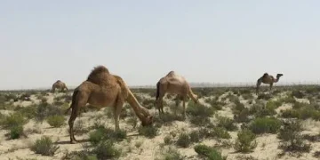 انتهاء موسم الرعي بمحمية الإمام عبدالعزيز بن محمد ومهلة للمغادرة