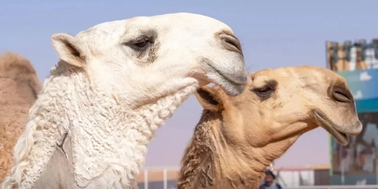 «المزاين» تدخل مهرجان ولي العهد للهجن لأول مرة في نسخته الثامنة 2026