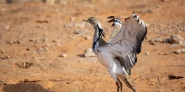الحبارى.. «الجُرّة» بصمة تكشف مسارها في رمال الصحراء