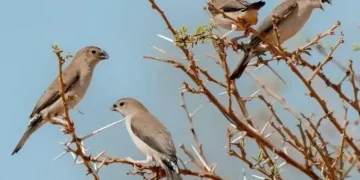 منطقة الحدود الشمالية مسار رئيسي لهجرة الطيور بالمملكة