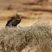 العُلا موطن للنسور النادرة وجهود علمية لحماية الأنواع المهددة بالانقراض