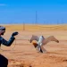 الحدود الشمالية تُنتج أولى صقورها وتُحوّل الصقارة والفروسية إلى رافد سياحي