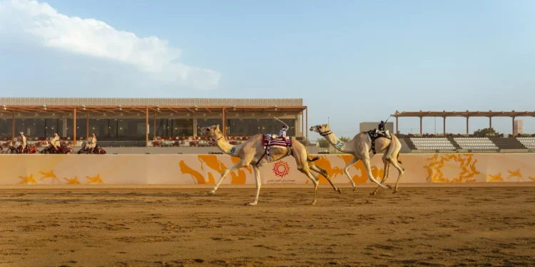 ميدان الطائف يستضيف 38 شوطاً لفئة «الجذاع» بجوائز 6.980 ملايين ريال