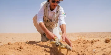 إطلاق أكثر من 140 ضبًا في محمية الملك خالد الملكية