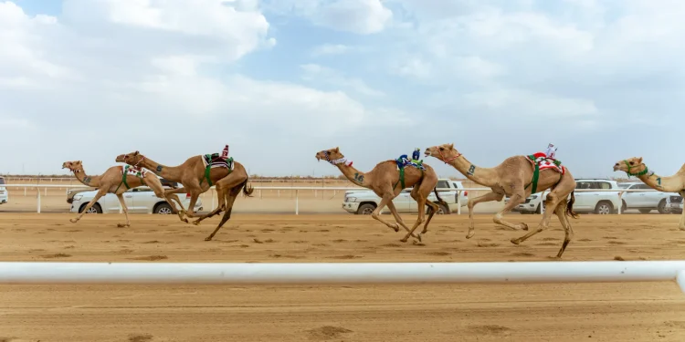 الهجن السعودية تتصدر مهرجان ولي العهد بـ131 شوطاً قبيل الختام