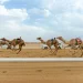 الهجن السعودية تتصدر مهرجان ولي العهد بـ131 شوطاً قبيل الختام