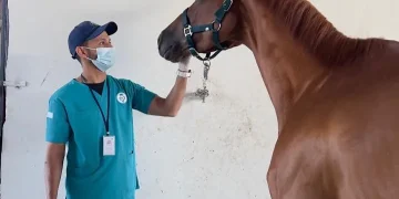 «وقاء مكة» يفحص 4,552 رأساً من الخيل في موسم سباقات الطائف 2026