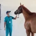 «وقاء مكة» يفحص 4,552 رأساً من الخيل في موسم سباقات الطائف 2026