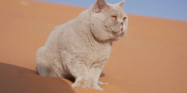 «أوليفر» يدخل قائمة أبطال العالم.. أول قط سعودي يحمل لقب «بطل العالم» من الاتحاد العالمي للقطط