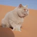 «أوليفر» يدخل قائمة أبطال العالم.. أول قط سعودي يحمل لقب «بطل العالم» من الاتحاد العالمي للقطط