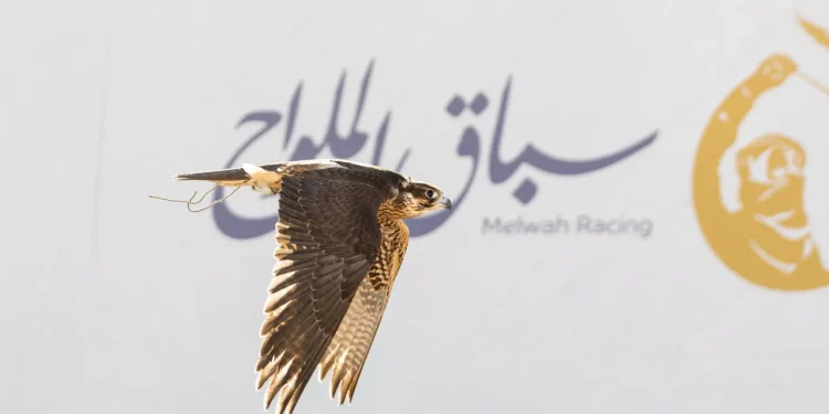بجوائز 723 ألف ريال.. سباق الملواح يتوسع إلى 12 شوطاً في معرض الصقور 2026