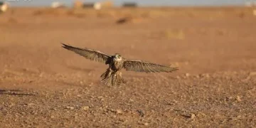 الحدود الشمالية تستعد لموسم المقناص وطرح الصقور المهاجرة