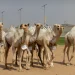الاتحاد السعودي للهجن يُقيم شوط مزاين فردي مفاريد ضمن كأس 2026 بالطائف