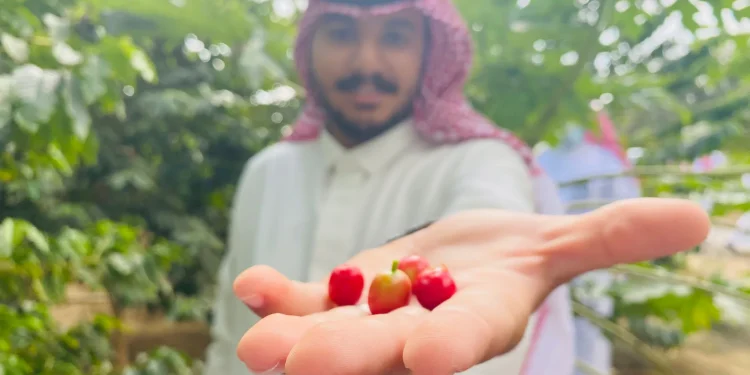 في اليوم العالمي للقهوة.. 78 أصلًا وراثيًا توثّق تنوع البن السعودي